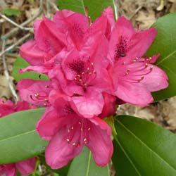 Rhododendron pink, 'Nova Zembla'
